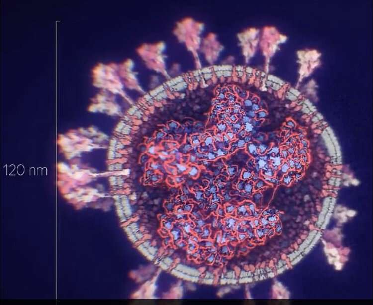 جدیدترین و دقیق‌ترین تصاویر از ویروس کرونا منتشر شد