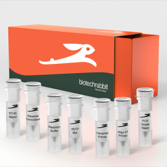 کیت  سنتز سی دی ان ای - cDNA Synthesis Kit  -  biotechrabbit GmbH  - کیت - سلولی و مولکولی - فرداد آزما راد